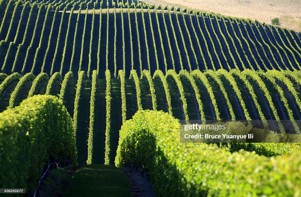 Vineyards in Awatere Valley