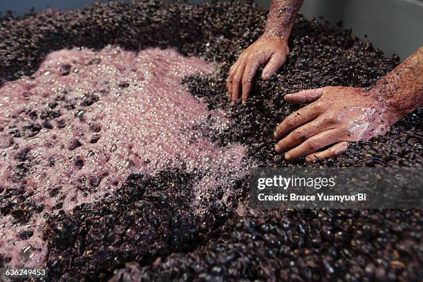 Mixing Fermentation Grape Fermentation Photos and Premium High Res Pictures - Getty Images