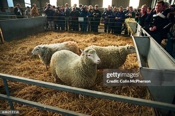 Dolly the first genetically copied sheep is unveiled to the media at the Roslin institute near Edinburgh, United Kingdom. Dolly was a female domestic...