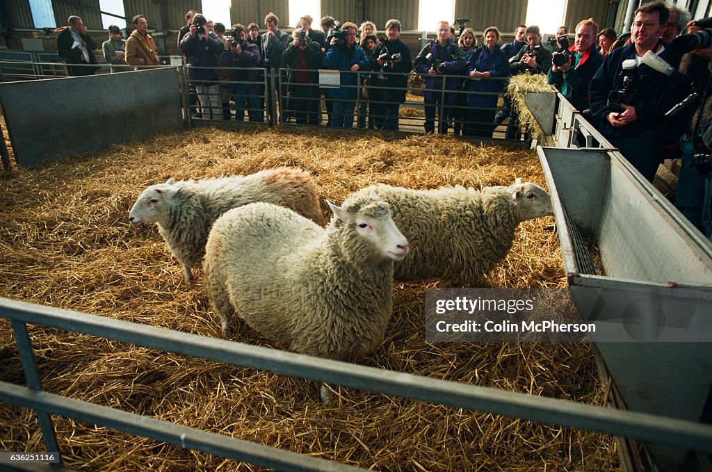 United Kingdom - Roslin - Dolly The Cloned Sheep Unveiled