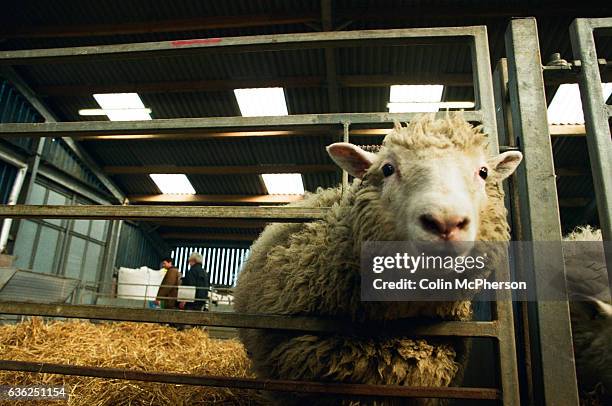 Dolly the first genetically copied sheep is unveiled to the media at the Roslin institute near Edinburgh, United Kingdom. Dolly was a female domestic...