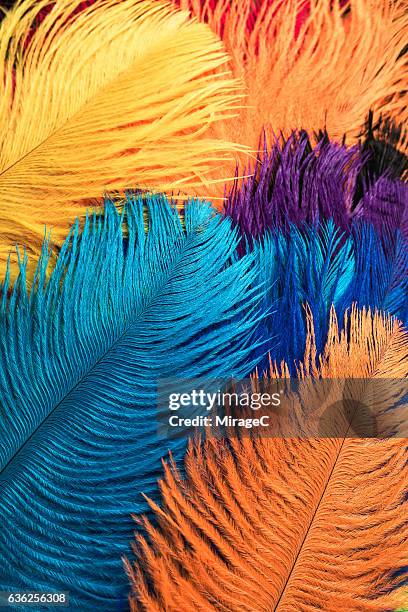 colorful dyed ostrich feathers - ostrich feather fotografías e imágenes de stock