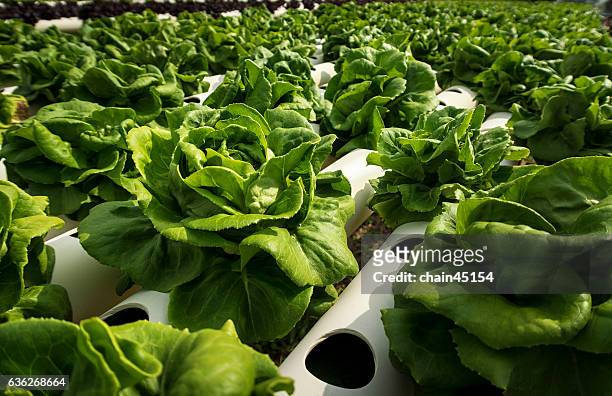 hydroponic of lettuce salad in green farm. - feuille de salade fond blanc photos et images de collection