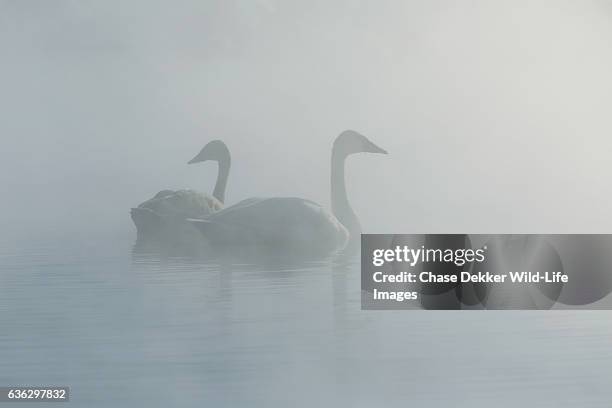 trumpeter swans - grand teton stock pictures, royalty-free photos & images