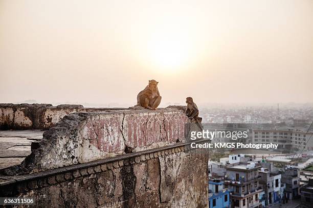 monkeys at sunset in jaipur - rhesus macaque stock pictures, royalty-free photos & images