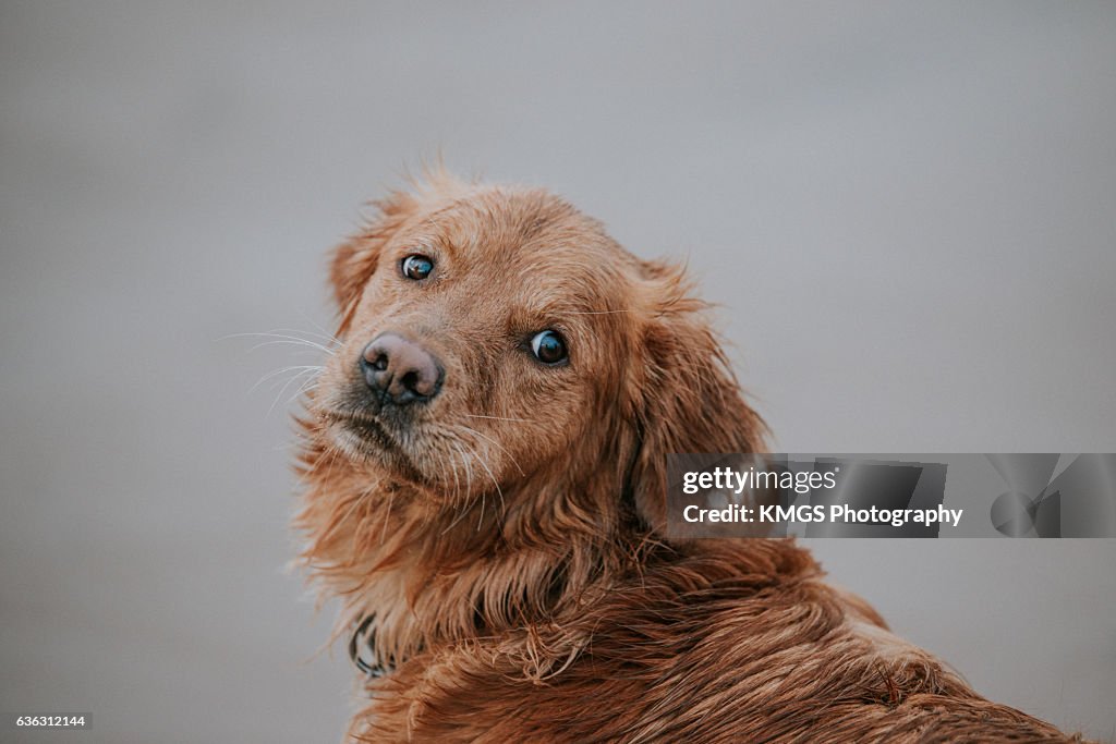 Golden Retriever on the Beach