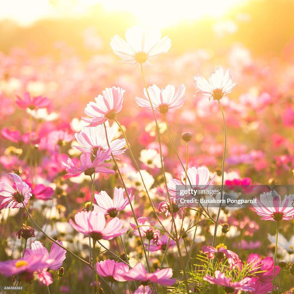 Cosmos flower under sunlight in the field