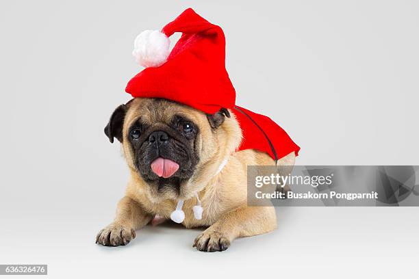 cute pug puppy wearing a santa claus costume, isolated - pug portrait stock pictures, royalty-free photos & images