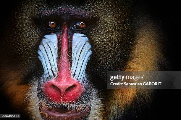 close-up of mandrill - pavian stock-fotos und bilder