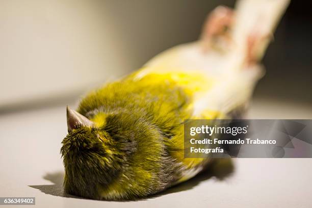 close up of dead bird (yellow canary) - canarino delle isole canarie foto e immagini stock