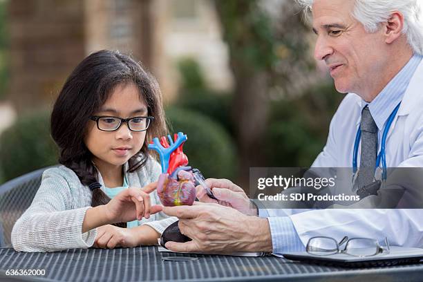 el médico principal habla con una niña sobre el corazón humano - organe de reproduction masculin fotografías e imágenes de stock