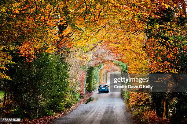 autumnal tree tunnel - ireland road stock pictures, royalty-free photos & images