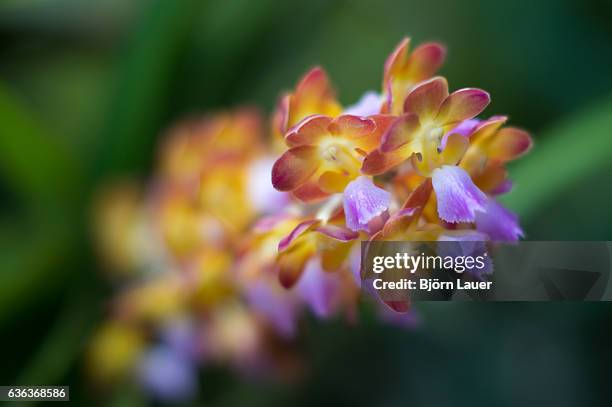 flower in gardens by the bay. - lauer stock pictures, royalty-free photos & images