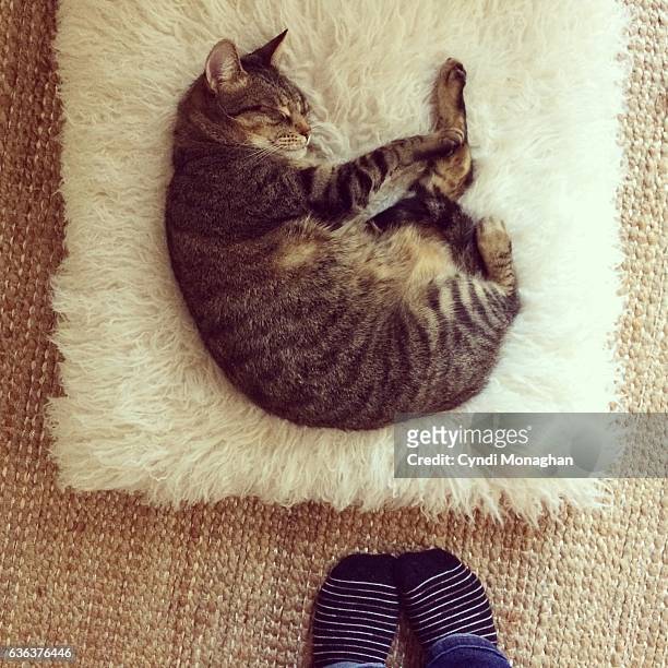 sleeping cat on pouf - newnaivetytrend ストックフォトと画像
