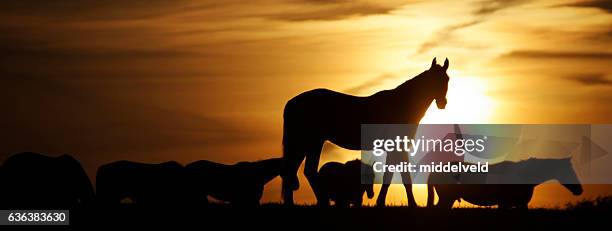sunset silhouette - grazing stock pictures, royalty-free photos & images