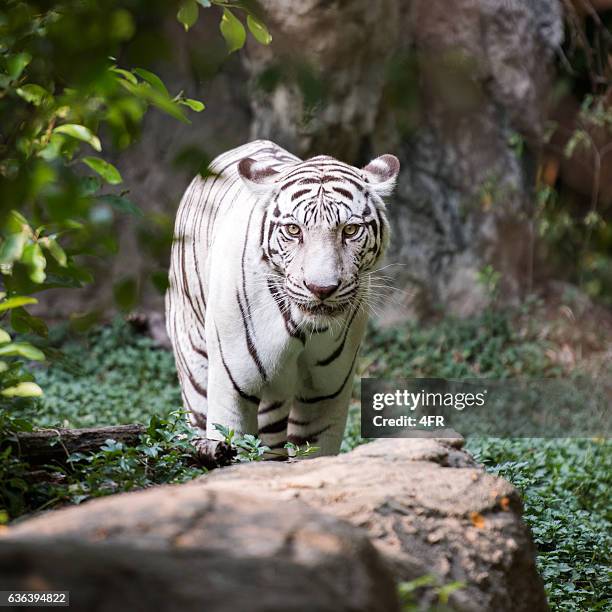 white bengal tiger in wildlife - white tiger stock pictures, royalty-free photos & images