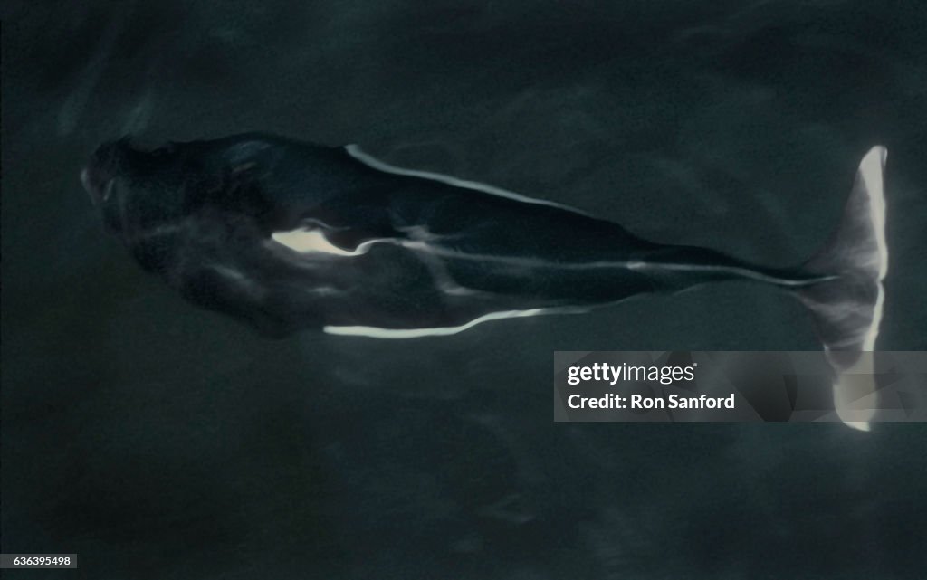 Dallas porpoise.