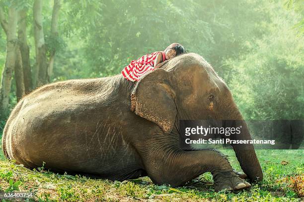 child and baby elephant - muzzle human stock pictures, royalty-free photos & images