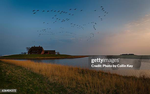 dusk at the hallig hooge / abendstimmung über hallig hooge - thatched roof stock-fotos und bilder