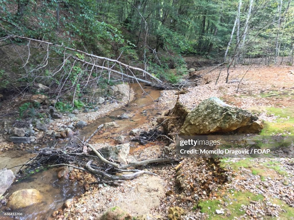 Stream in forest