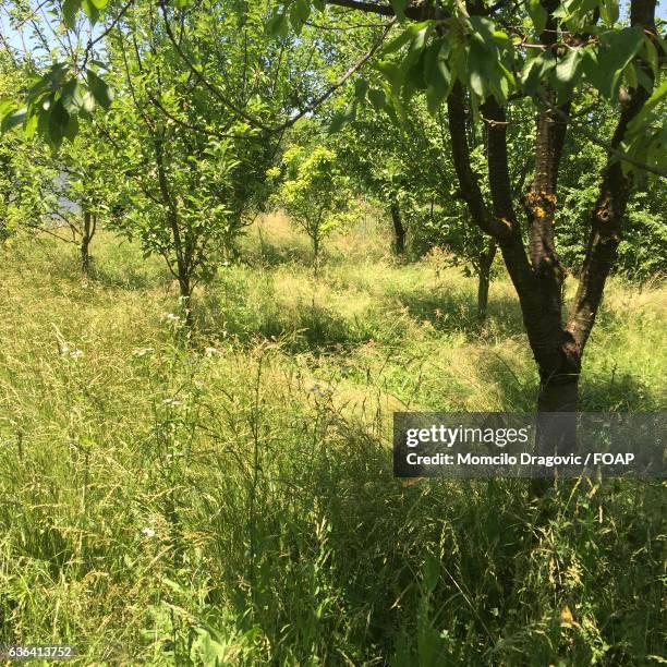 view of green grass and trees - momcilo stock pictures, royalty-free photos & images