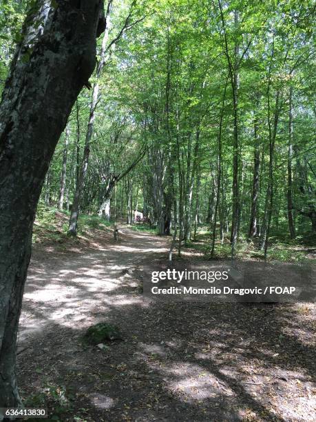 view of a footpath - momcilo stock pictures, royalty-free photos & images