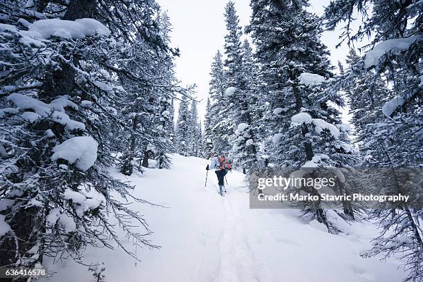 snowshoeing in the canadian rockies - kananaskis stock pictures, royalty-free photos & images