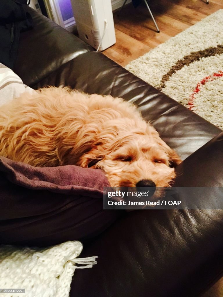 Sleeping dog