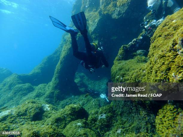 scuba diver exploring the el hierro island - hierro bildbanksfoton och bilder