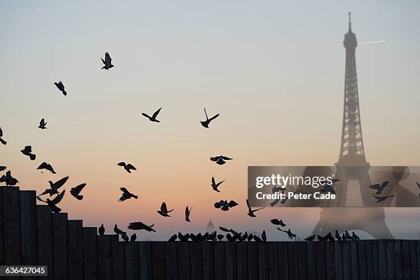 eiffel tower, pigeons - eiffel tower silhouette stock pictures, royalty-free photos & images