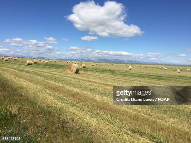 hay bales on grassy field - lewis hay stock pictures, royalty-free photos & images