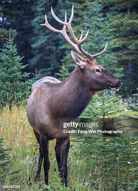 Cervus Canadensis Nelsoni Photos And Premium High Res Pictures Getty cervus-canadensis-nelsoni-photos-and-premium-high-res-pictures-getty