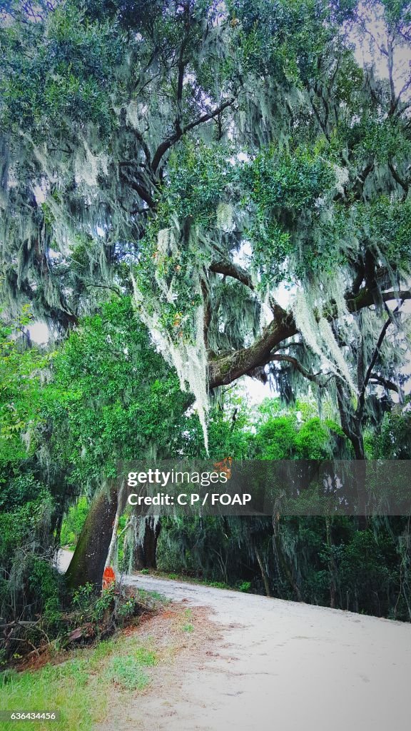 Closeup Of Spanish Moss Tree High-Res Stock Photo - Getty Images