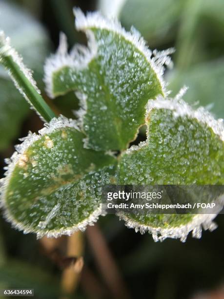 frost on a clover leaf - amy shamrock stock pictures, royalty-free photos & images