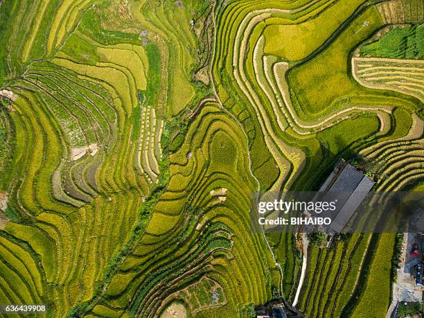 longji terraced fields in longsheng,guilin,china - longji tetian bildbanksfoton och bilder