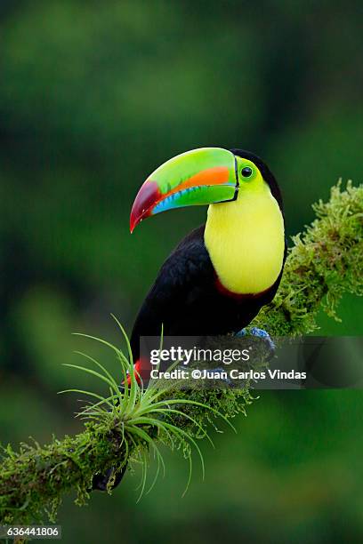 keel-billed toucan - toucan stock pictures, royalty-free photos & images