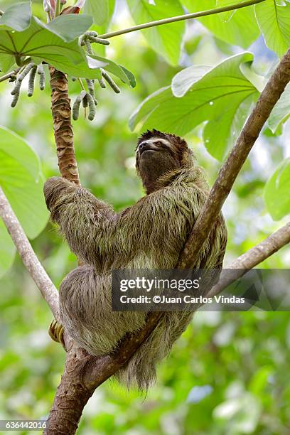 three-toed sloth (bradypus variegatus) on cecropia tree - three toed sloth fotografías e imágenes de stock