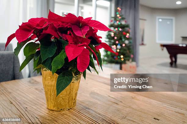 poinsettia on christmas - kerstroos stockfoto's en -beelden