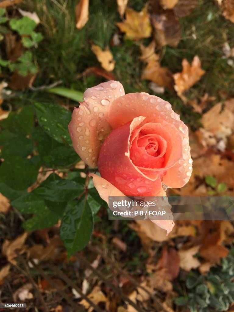 Close-up of rose in autumn