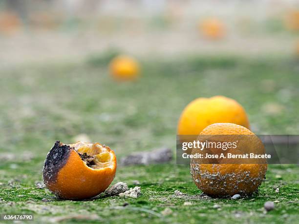 oranges fruits rotting in the soil of an agricultural field - dry rot stock pictures, royalty-free photos & images