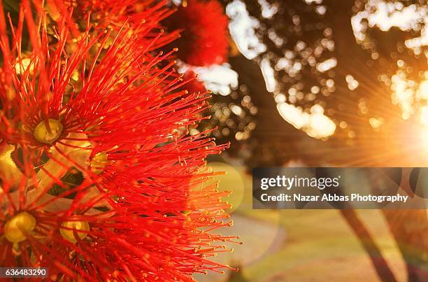 pohutukawa tree flower with sunlight in background. - pohutukawa flower foto e immagini stock