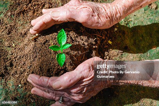 plant care - meio ambiente 個照片及圖片檔