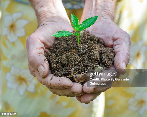 plant care - meio ambiente 個照片及圖片檔