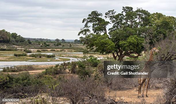 giraffe in the south african landscape - bosveld van zuidelijk afrika stockfoto's en -beelden