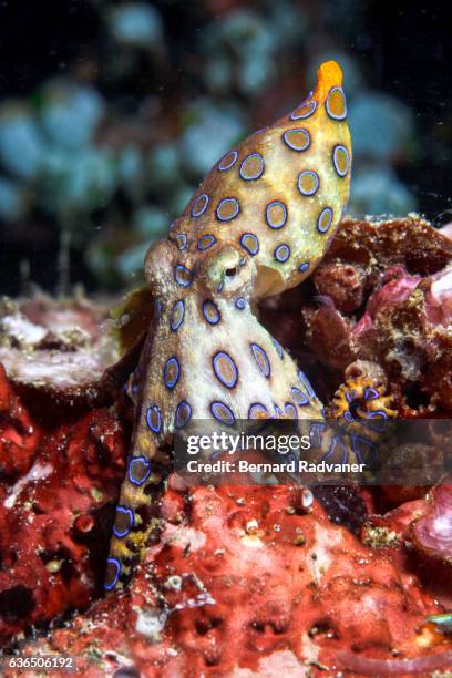 blue ringed octopus. hapalochlaena lunulata - blue ringed octopus stock pictures, royalty-free photos & images