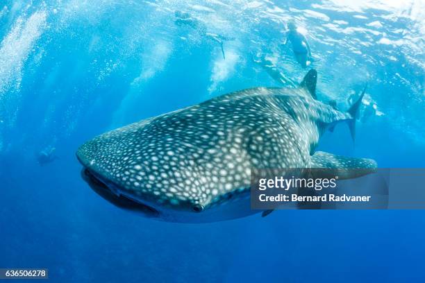whale shark swimming down - whale shark stock-fotos und bilder