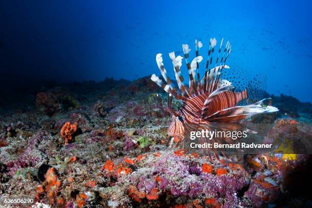 lionfish looking for food on a reef - lionfish stock pictures, royalty-free photos & images