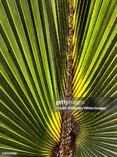 close up of a saw palmetto leaf - saw palmetto stock pictures, royalty-free photos & images