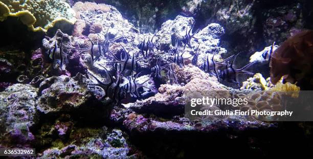 group of banggai cardinalfish at an acquarium - acquarium stockfoto's en -beelden