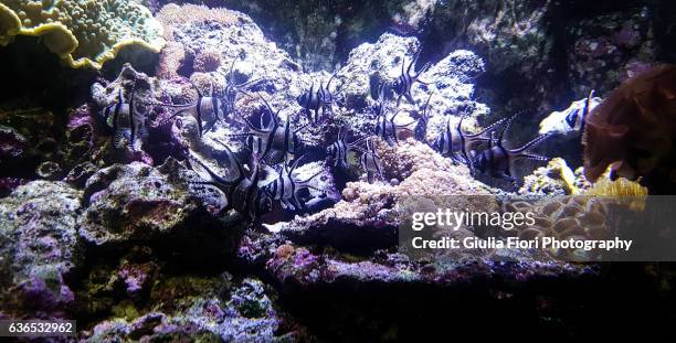 group of banggai cardinalfish at an acquarium - acquarium stock pictures, royalty-free photos & images